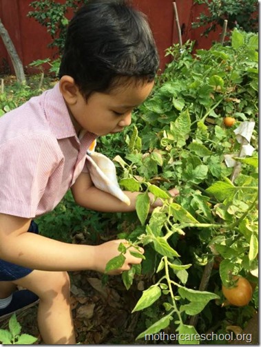 Nursery School kids harvesting organic tomatoes (1)