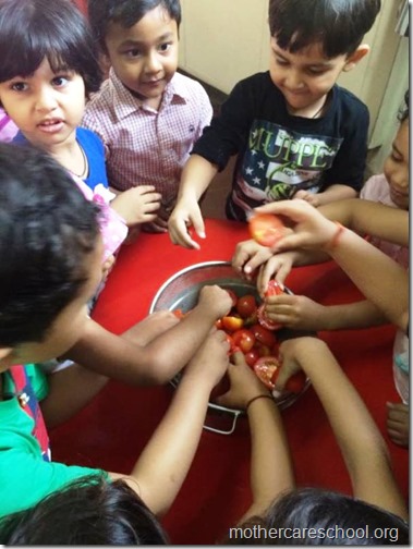 Nursery School kids harvesting organic tomatoes (10)