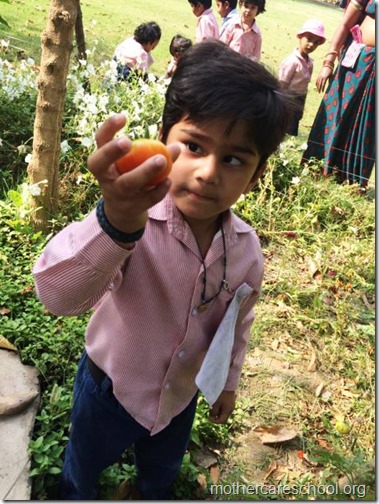 Nursery School kids harvesting organic tomatoes (18)