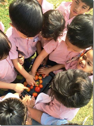 Nursery School kids harvesting organic tomatoes (20)