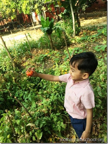 Nursery School kids harvesting organic tomatoes (21)