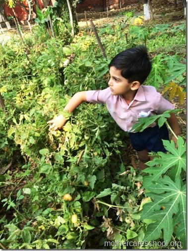 Nursery School kids harvesting organic tomatoes (23)