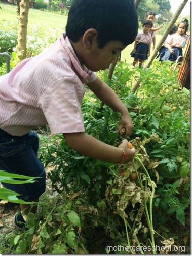 Nursery School kids harvesting organic tomatoes (4)