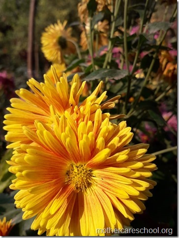 flowers blooming (1)