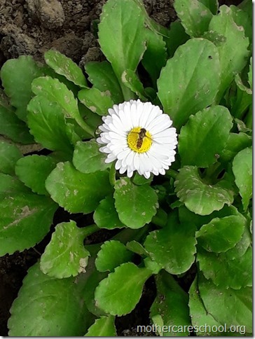 flowers blooming (2)