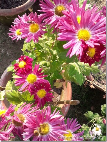 flowers blooming (3)