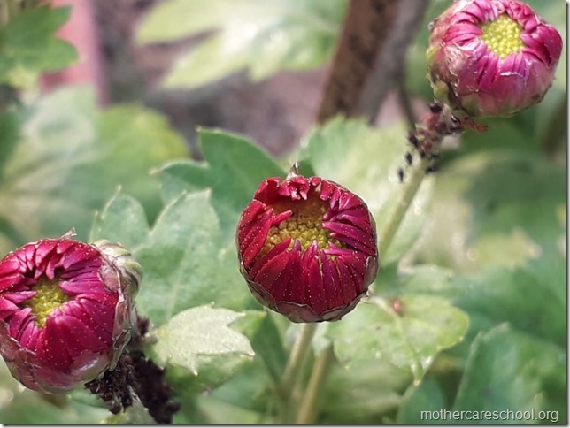 flowers blooming (4)