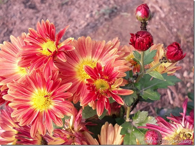 flowers blooming (5)
