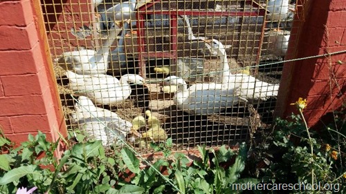 Geese at Mothercare School