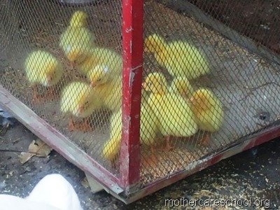 goslings at school