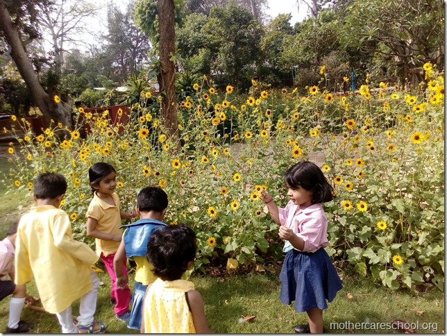 Inviting inspiring sunflowers too (2)