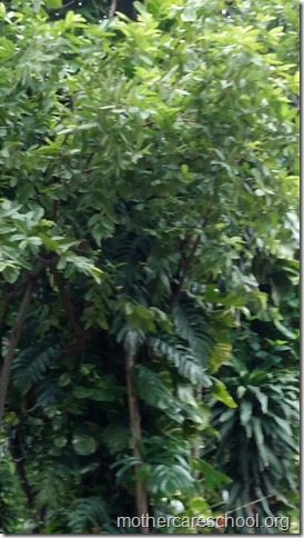 Kadam tree at Mothercare school