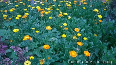 mothercare school,lucknow, garden (1)