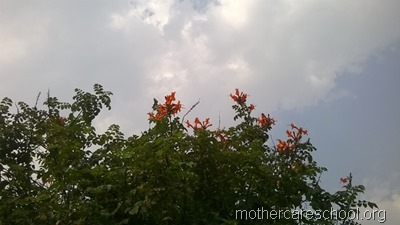 mothercare school,lucknow, garden (10)