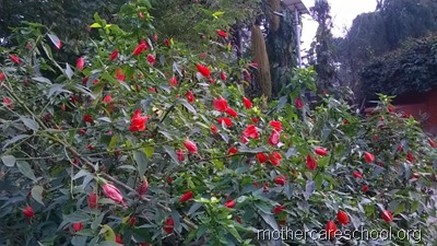 mothercare school,lucknow, garden (13)