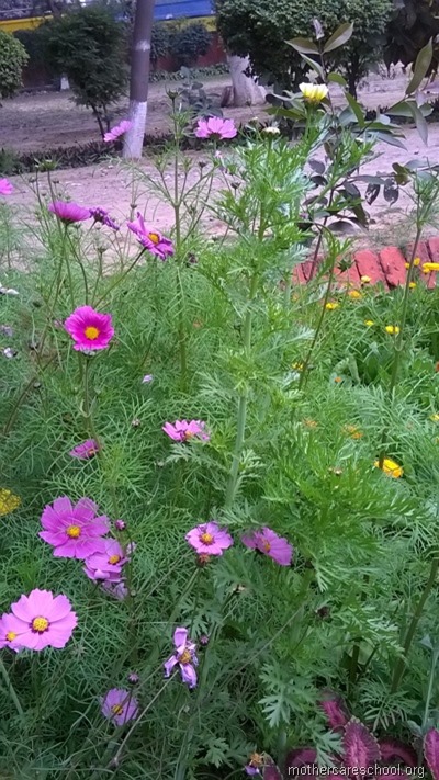 mothercare school,lucknow, garden (2)