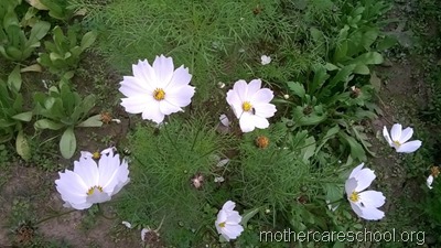 mothercare school,lucknow, garden (3)