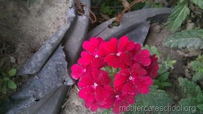 mothercare school,lucknow, garden (5)