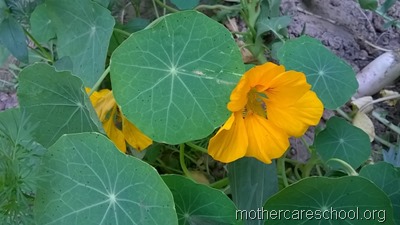mothercare school,lucknow, garden (6)