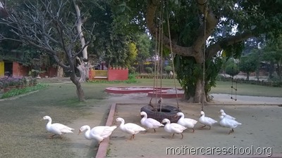 mothercare school,lucknow, garden (9)