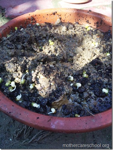 Mothercare school kids planting (11)