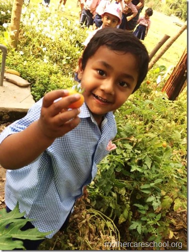 Nursery School kids harvesting organic tomatoes (11)