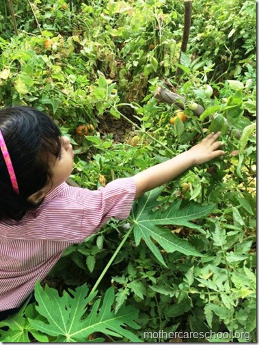 Nursery School kids harvesting organic tomatoes (17)