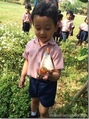 Nursery School kids harvesting organic tomatoes (2)