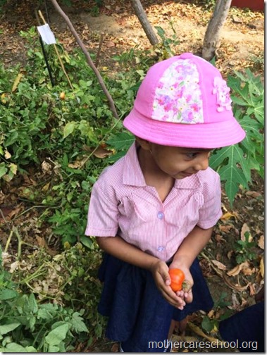 Nursery School kids harvesting organic tomatoes (22)