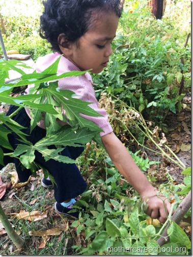 Nursery School kids harvesting organic tomatoes (3)