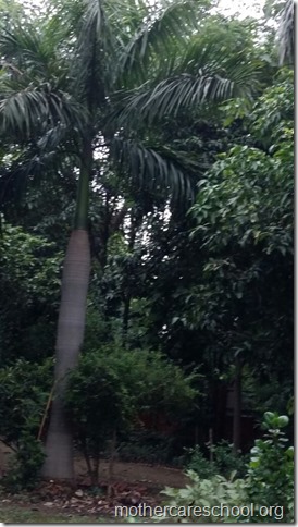 Palm trees