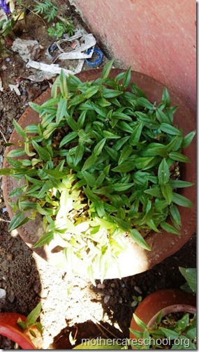 Plants growing at Nursery School (2)