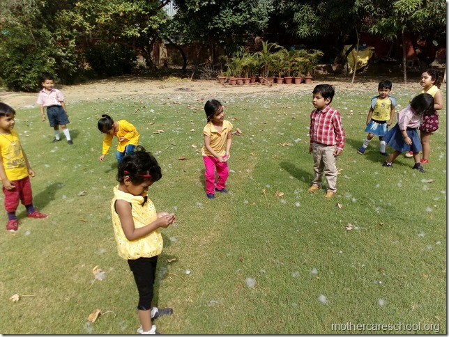 Tempting invite for kids from the white 'semul' cotton carpeting the lawns of Mothercare School these days (1)